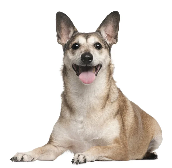 Mischlingshund, 10 Jahre alt, vor weißem Hintergrund liegend — Stockfoto