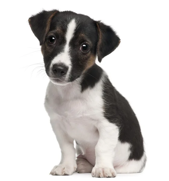 Jack Russell Terrier cachorro, 2 meses de edad, sentado delante de fondo blanco — Foto de Stock