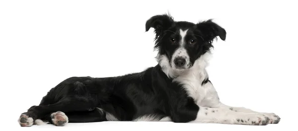 ボーダーコリーの子犬、5 か月古い、白い背景の前に横たわって — ストック写真