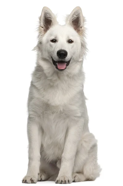 Berger Blanc Suisse puppy, 6 months old, sitting in front of white background — Stock Photo, Image