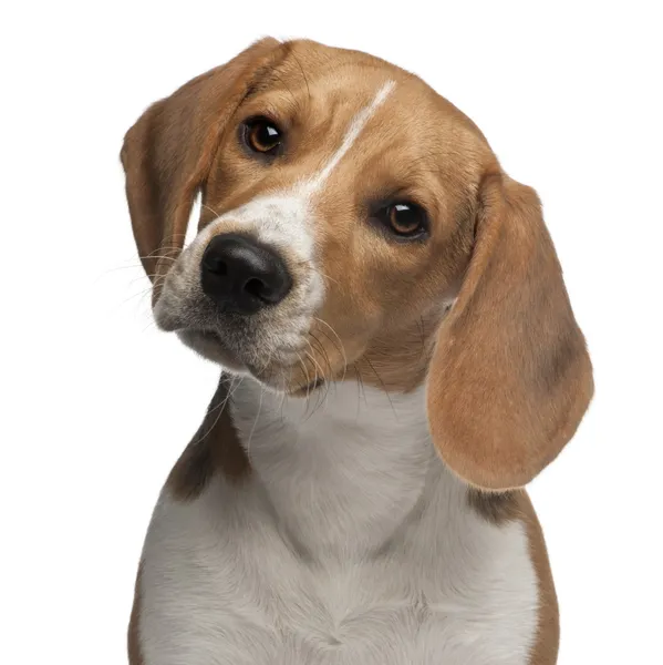 Beagle puppy, 6 months old, in front of white background — Stock Photo, Image