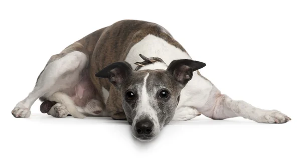 Whippet dog, 10 anos, deitado em frente ao fundo branco — Fotografia de Stock