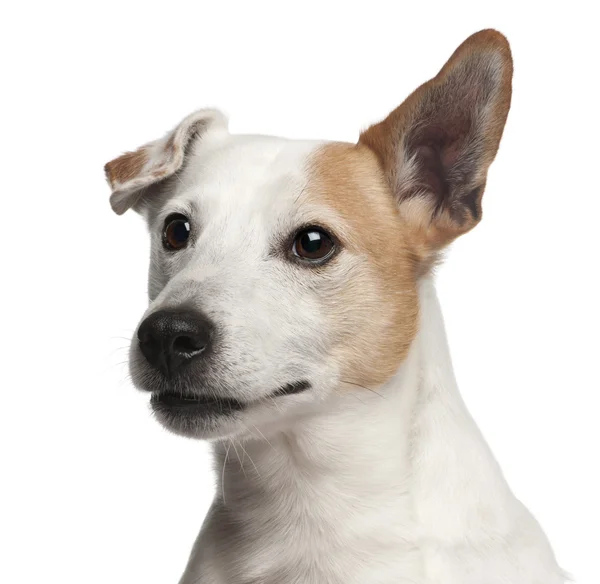 Jack Russell Terrier filhote de cachorro, 8 anos, na frente de fundo branco — Fotografia de Stock