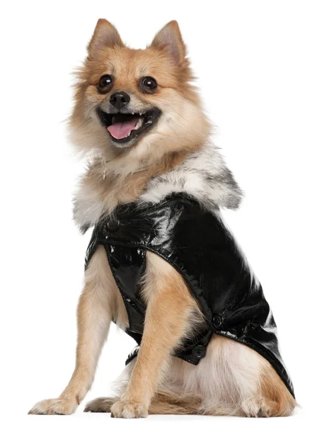 German Spitz dressed in leather, 22 months old, sitting in front of white background — Stock Photo, Image