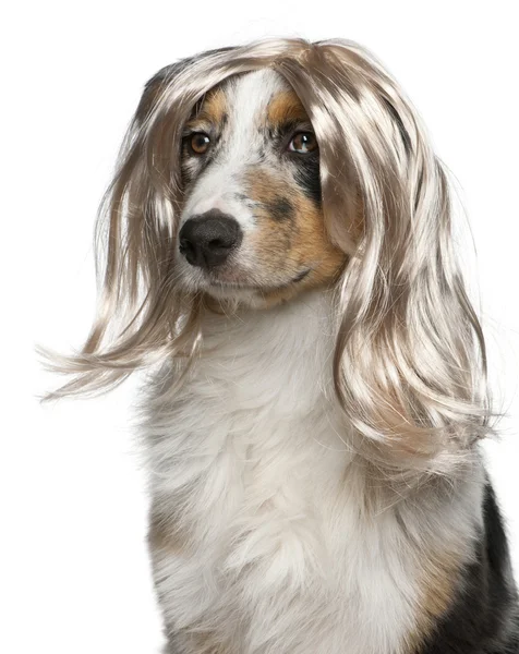 Australian Shepherd puppy wearing a wig, 5 months old, in front of white background — Stock Photo, Image