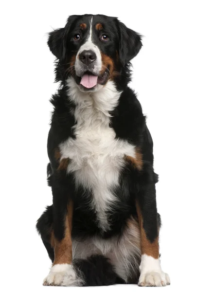 stock image Bernese Mountain Dog, 16 months old, sitting in front of white background