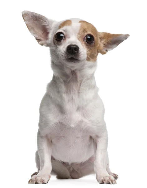 Chihuahua, 2 jaar oud, zitten in de voorkant van witte achtergrond — Stockfoto