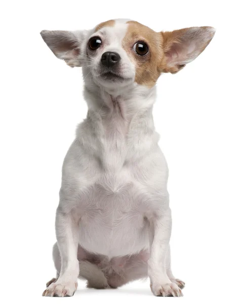 Chihuahua, 2 años, sentado frente al fondo blanco — Foto de Stock