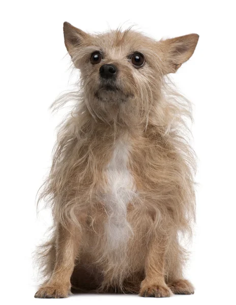Chihuahua, 11 jaar oud, zitten in de voorkant van witte achtergrond — Stockfoto