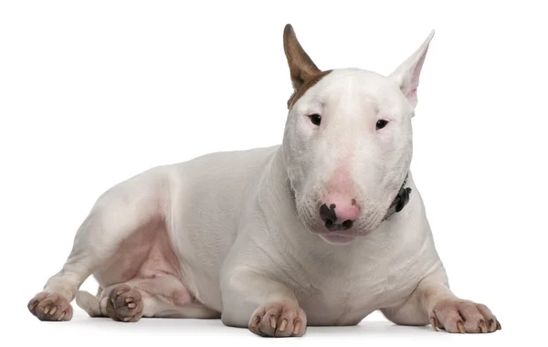 Bull Terrier, 9 months old, lying in front of white background — Stock Photo, Image