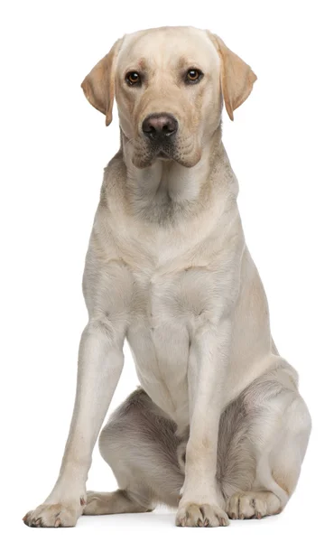 Labrador Retriever, 14 months old, sitting in front of white background — Stock Photo, Image