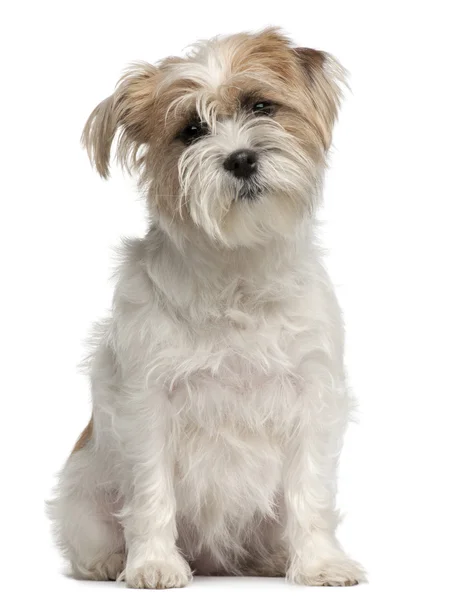 Mischlingshund, 2 Jahre alt, sitzt vor weißem Hintergrund — Stockfoto
