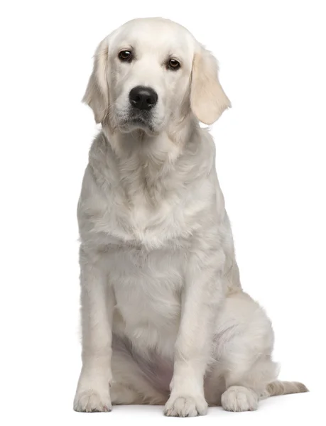 Labrador Retriever filhote de cachorro, 6 meses, sentado na frente do fundo branco — Fotografia de Stock