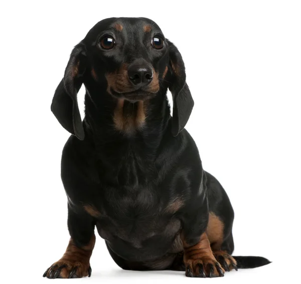 Dachshund, 1 year old, sitting in front of white background — Stock Photo, Image