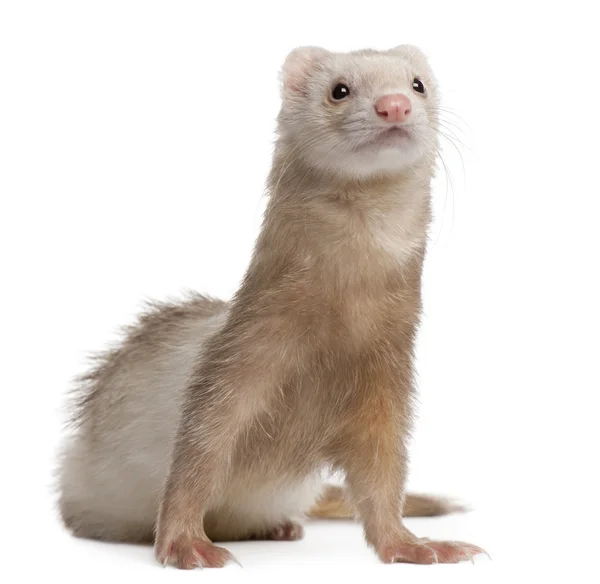 Ferret, 4 years old, in front of white background — Stock Photo, Image