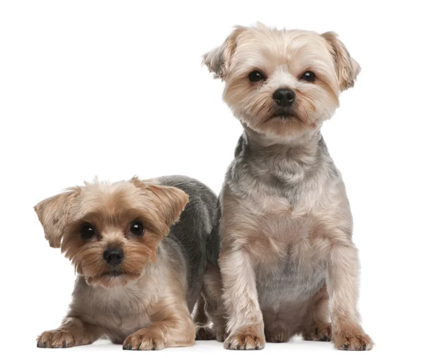 Yorkshire Terriers, 18 months old, sitting in front of white background — Stock Photo, Image