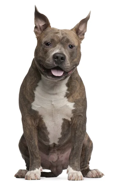 American Staffordshire Terrier, 25 months old, sitting in front of white background — Stock Photo, Image