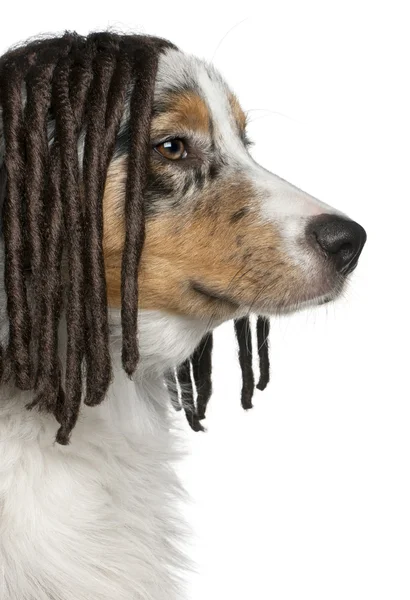 Australian Shepherd puppy wearing a dreadlock wig, 5 months old, in front of white background — Stock Photo, Image