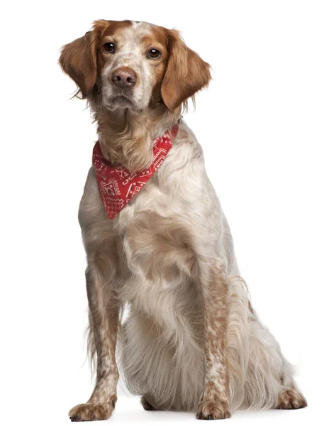 Cane di razza mista che indossa un fazzoletto rosso, seduto davanti allo sfondo bianco — Foto Stock