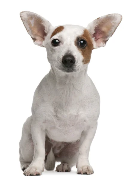 Mischlingshund, 1 Jahr alt, sitzt vor weißem Hintergrund — Stockfoto