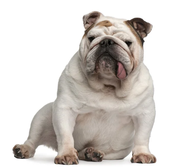 Bulldog inglese, 5 anni, seduto davanti a uno sfondo bianco — Foto Stock