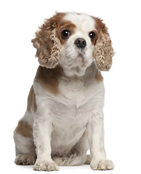 Cross-breed with a Cavalier King Charles Spaniel, 8 years old, sitting in front of white background — Stock Photo, Image