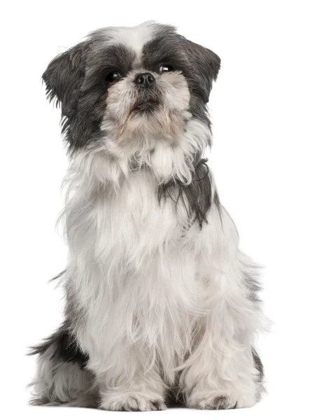 Shih tzu, 3 years old, sitting in front of white background — Stock Photo, Image