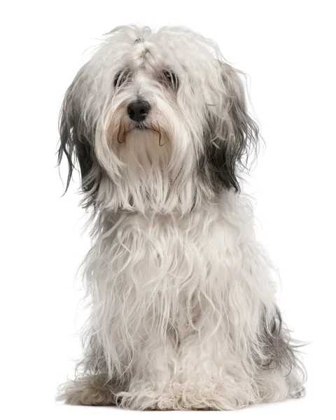 Korsas hund, sitter framför vit bakgrund — Stockfoto