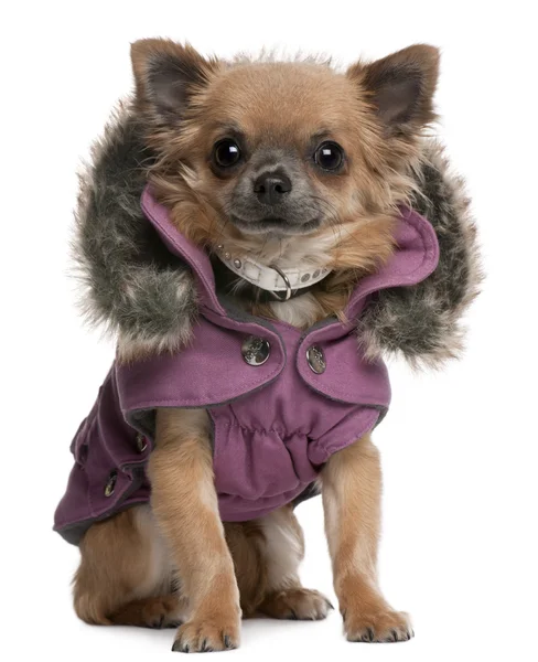 Chihuahua pup gekleed in paars hooded jas, 6 maanden oud, zit op witte achtergrond — Stockfoto