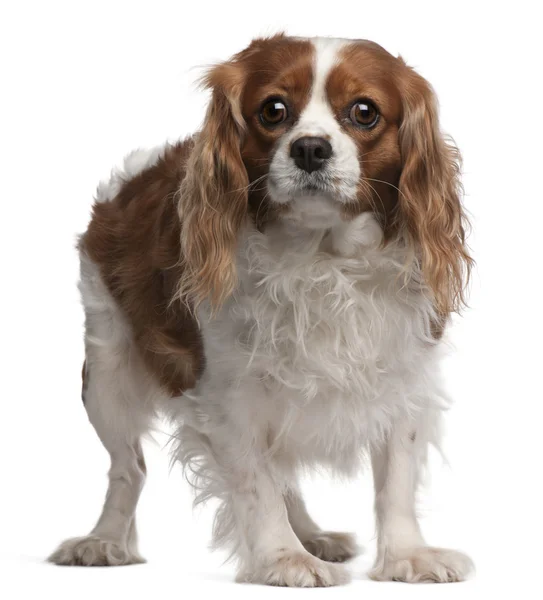 Cavalier King Charles Spaniel, 3 years old, standing in front of white background — Stock Photo, Image