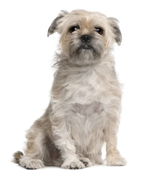 Griffon Bruxellois, 4 years old, sitting in front of white background — Stock Photo, Image