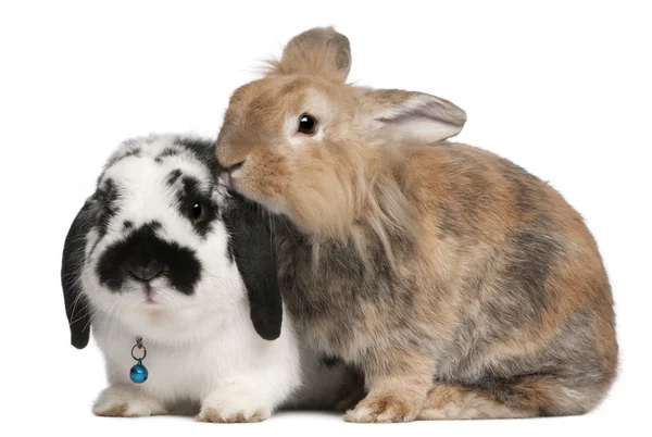 Lapponian Herder rabbits, 3 years old, in front of white background — Stock Photo, Image