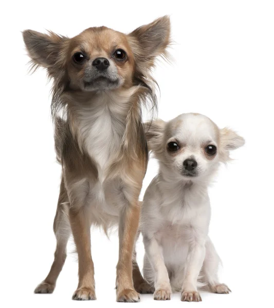 Chihuahuas, 16 e 12 meses, em frente ao fundo branco — Fotografia de Stock