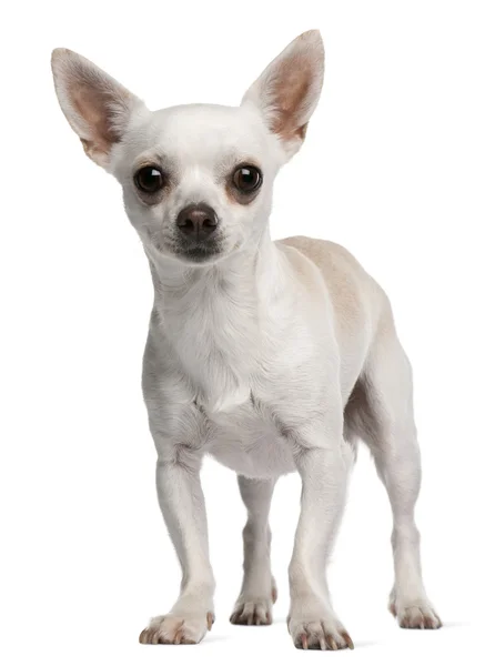 Chihuahua, 15 miesięcy, stojąc z przodu białe tło — Zdjęcie stockowe