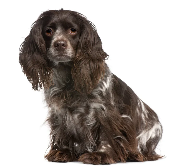 Crossbreed between a Cavalier King Charles and a Cocker Spaniel, 6 years old, sitting in front of white background — Stock Photo, Image