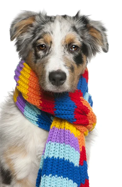 Cucciolo pastore australiano con una sciarpa, 5 mesi, davanti allo sfondo bianco — Foto Stock