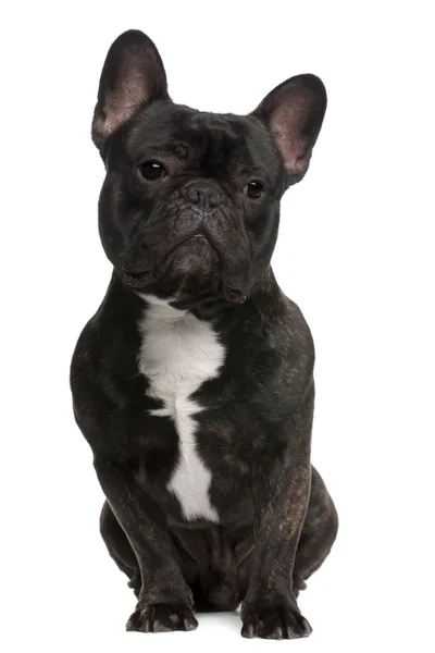 Bulldog francés, 18 meses, sentado frente al fondo blanco — Foto de Stock