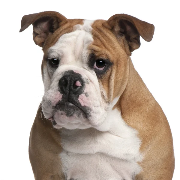 English bulldog, 6 months old, in front of white background — Stock Photo, Image