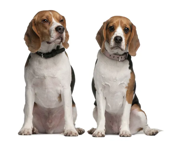 Beagles, 1 en 3 jaar oud, zit op witte achtergrond — Stockfoto