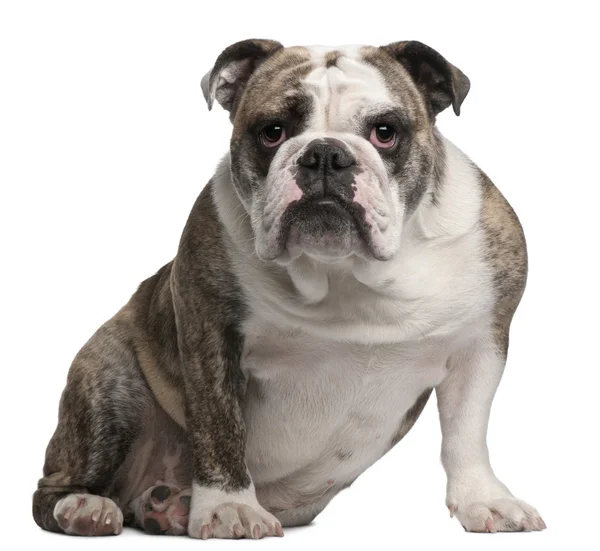 Bulldog inglese, 18 mesi, seduto davanti a uno sfondo bianco — Foto Stock