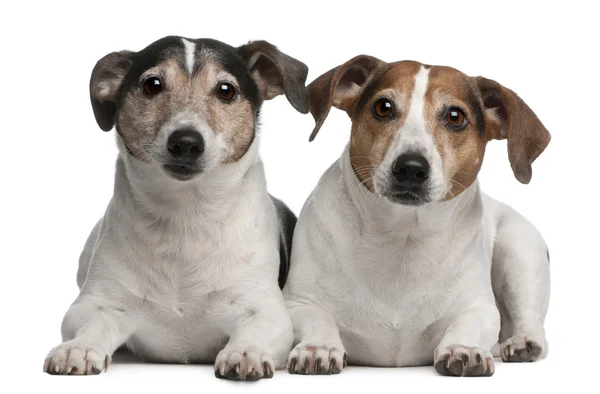 Jack Russell Terriers, 6 and 12 years old, lying in front of white background — Stock Photo, Image