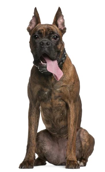 Boxer with ears cut, 9 years old, sitting in front of white background — Stock Photo, Image