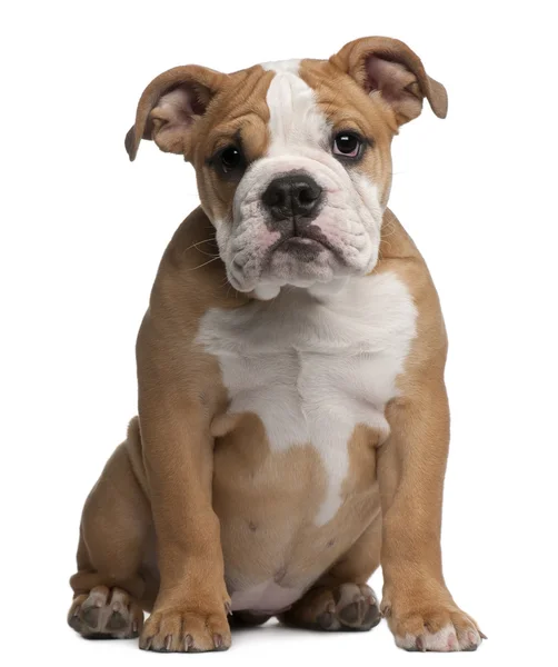Inglés bulldog cachorro, 4 meses de edad, sentado en frente de fondo blanco —  Fotos de Stock