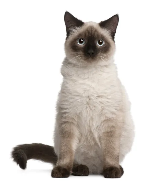 Birman cat, 11 months old, sitting in front of white background Stock ...