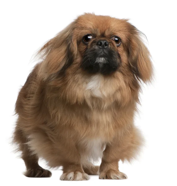 Pekingese, 8 months old, standing in front of white background — Stock Photo, Image
