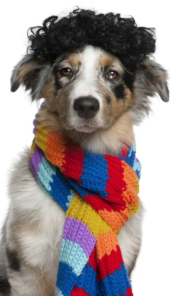 호주 목 자 강아지 입고가 발 및 스카프, 5 개월, 흰색 배경 앞 — 스톡 사진
