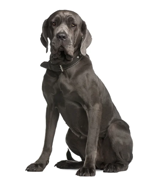 Neapolitan Mastiff, 3 years old, sitting in front of white background — Stock Photo, Image