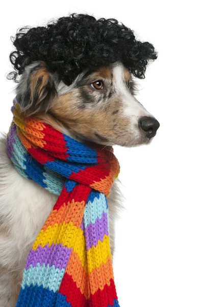 Australian Shepherd puppy wearing a wig and scarf, 5 months old, in front of white background — Stock Photo, Image