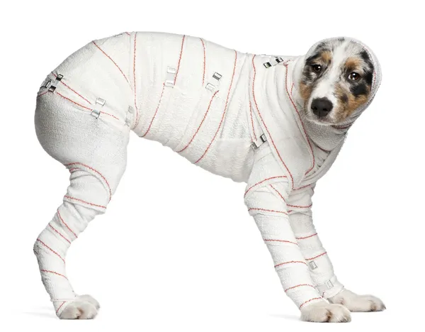 Australian Shepherd puppy in bandages, 5 months old, standing in — Stock Photo, Image