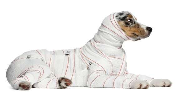 Owczarek australijski puppy w Bandaże, 5 miesięcy, leżącego w fr — Zdjęcie stockowe